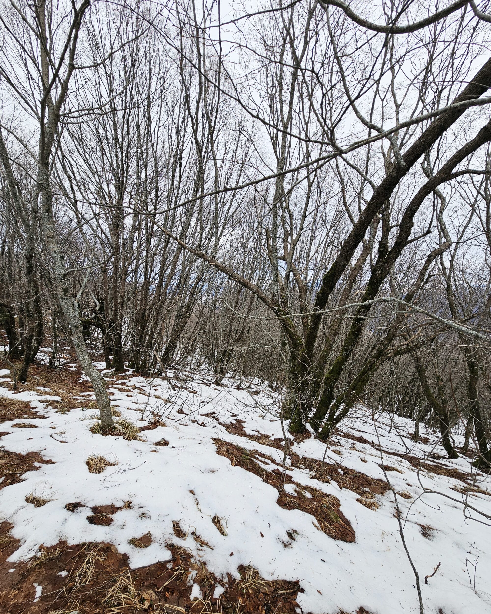 Dajti Crest snow trail