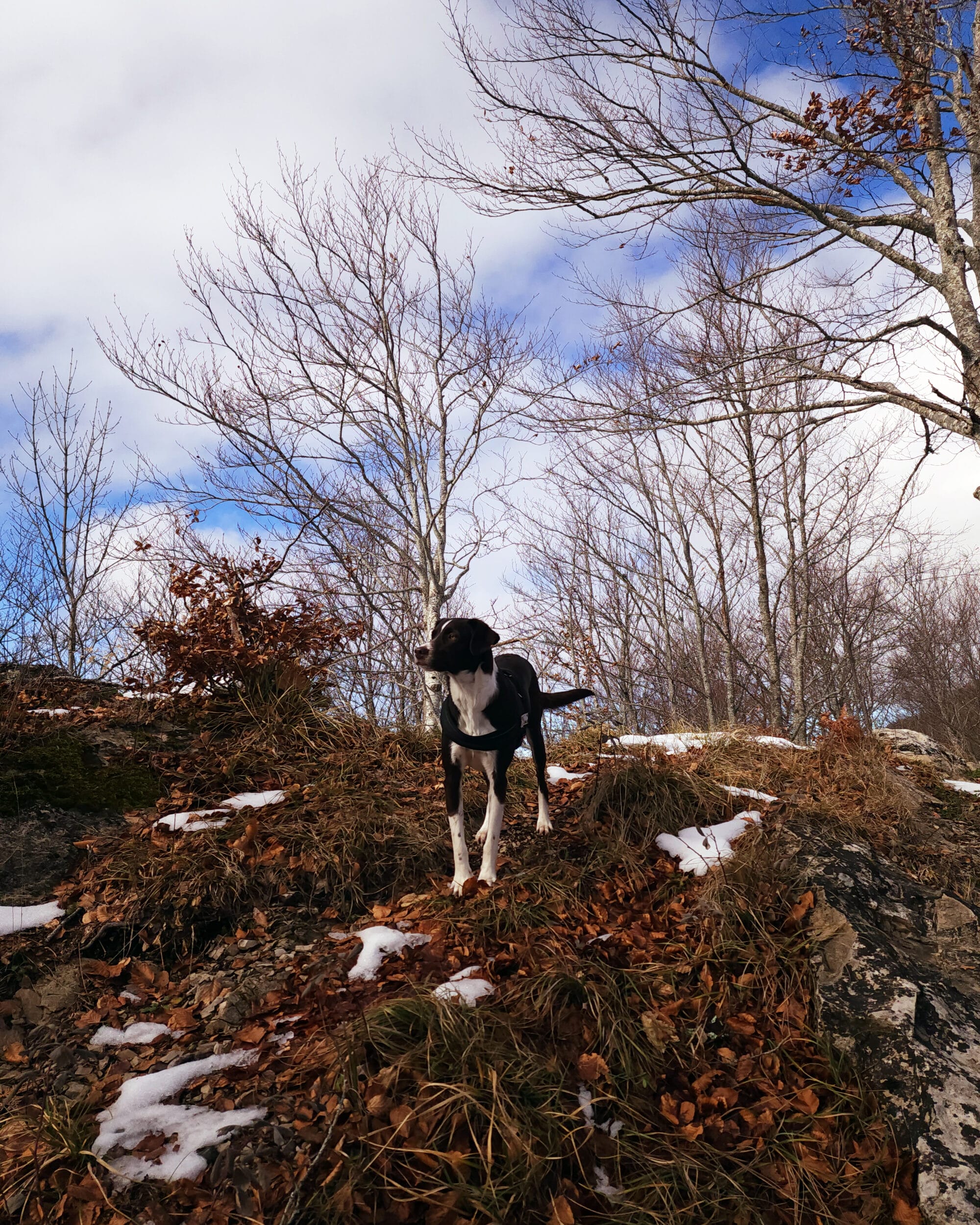 Dog friendly hike