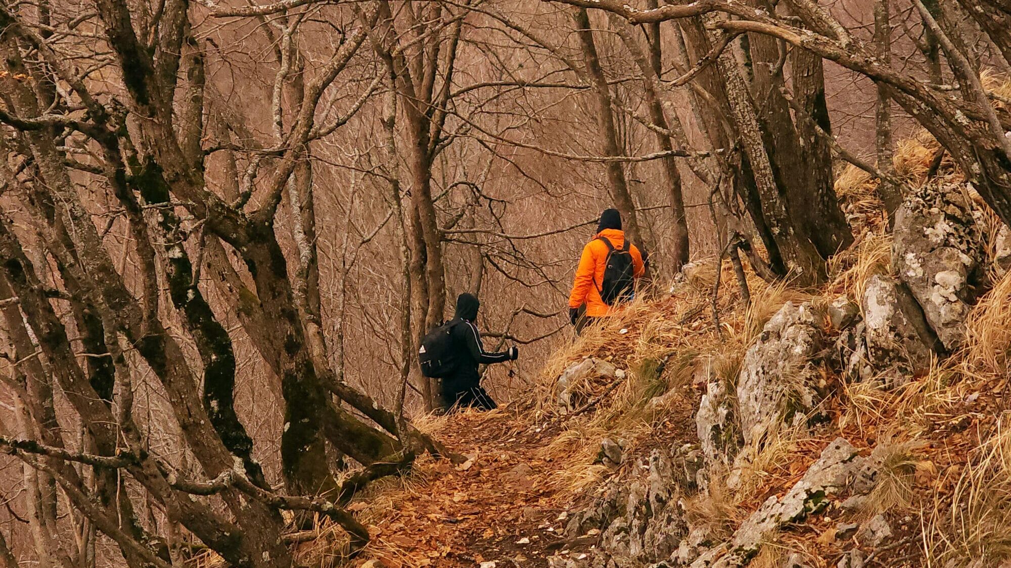 Dajti Crest into the forest