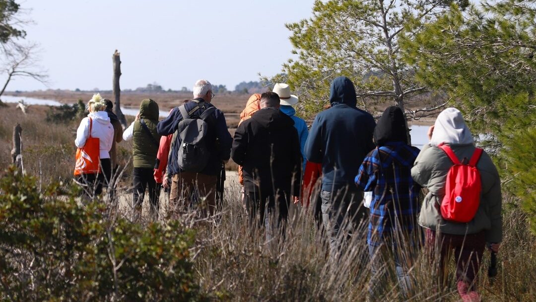 Birdwatching in Karavasta and Narta Lagoon