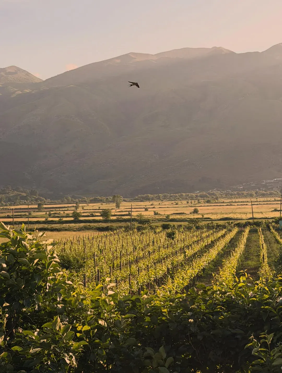 Filari di vigneti al The Barrels con vista sulle montagne in Albania