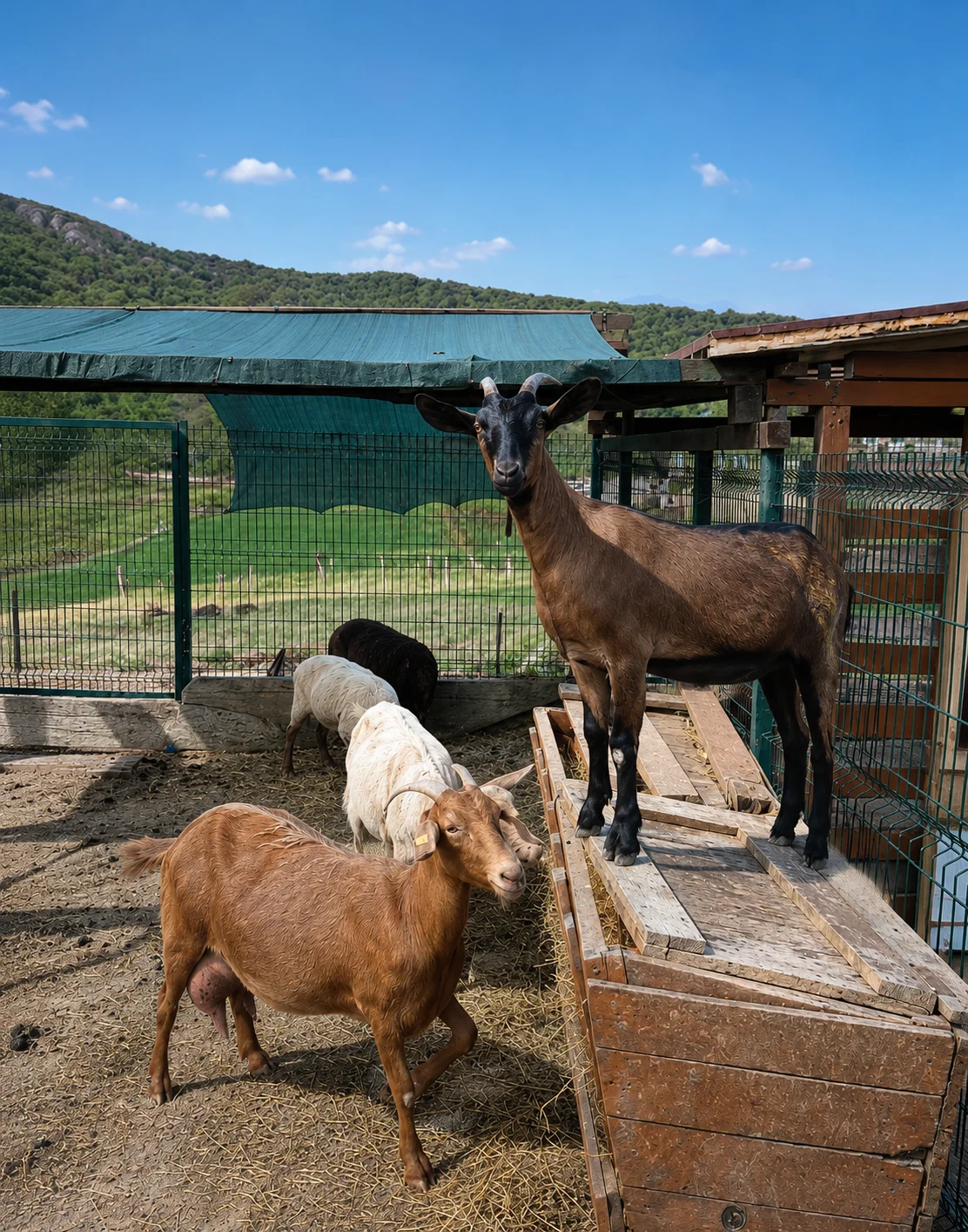 Capre nel loro recinto all'aperto alla Ferma Albanet di Prush, Tirana, per un'autentica esperienza in fattoria.