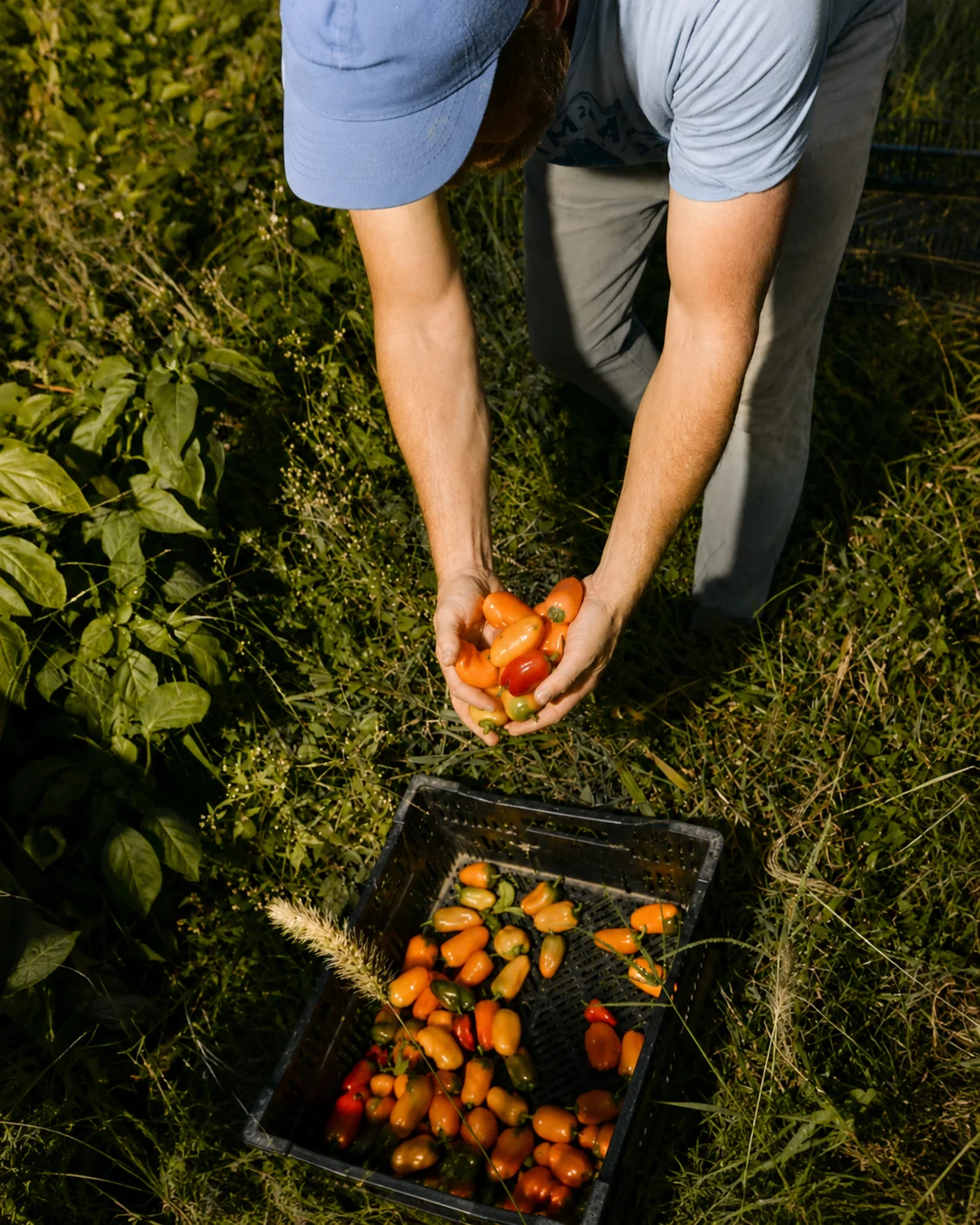 Pomodori e verdure appena raccolti alla Ferma Lisat di Vorë, vicino a Tirana, che raccontano l'esperienza rurale della fattoria.