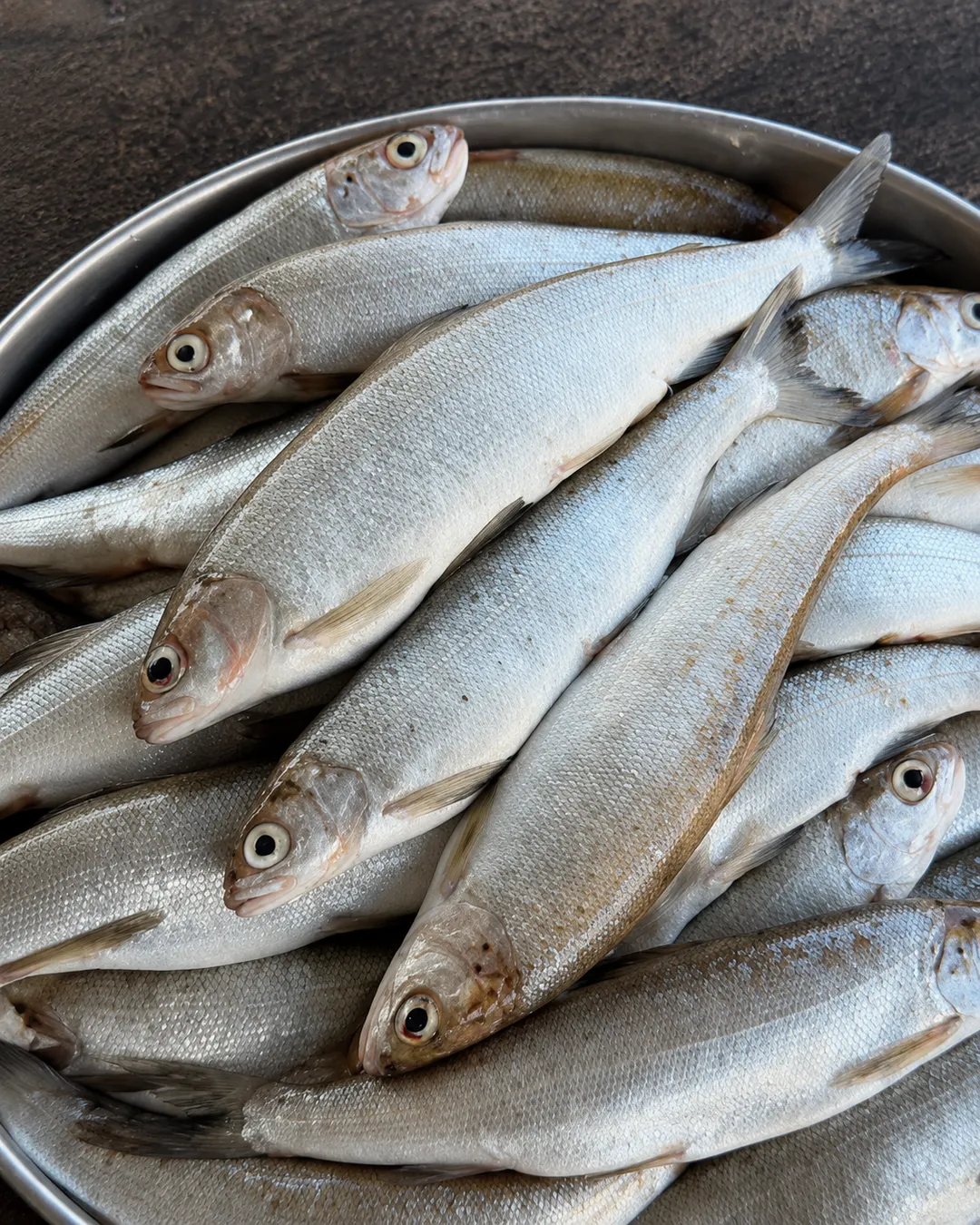 Traditional belushka fish from Lake Ohrid in Pogradec, Albania