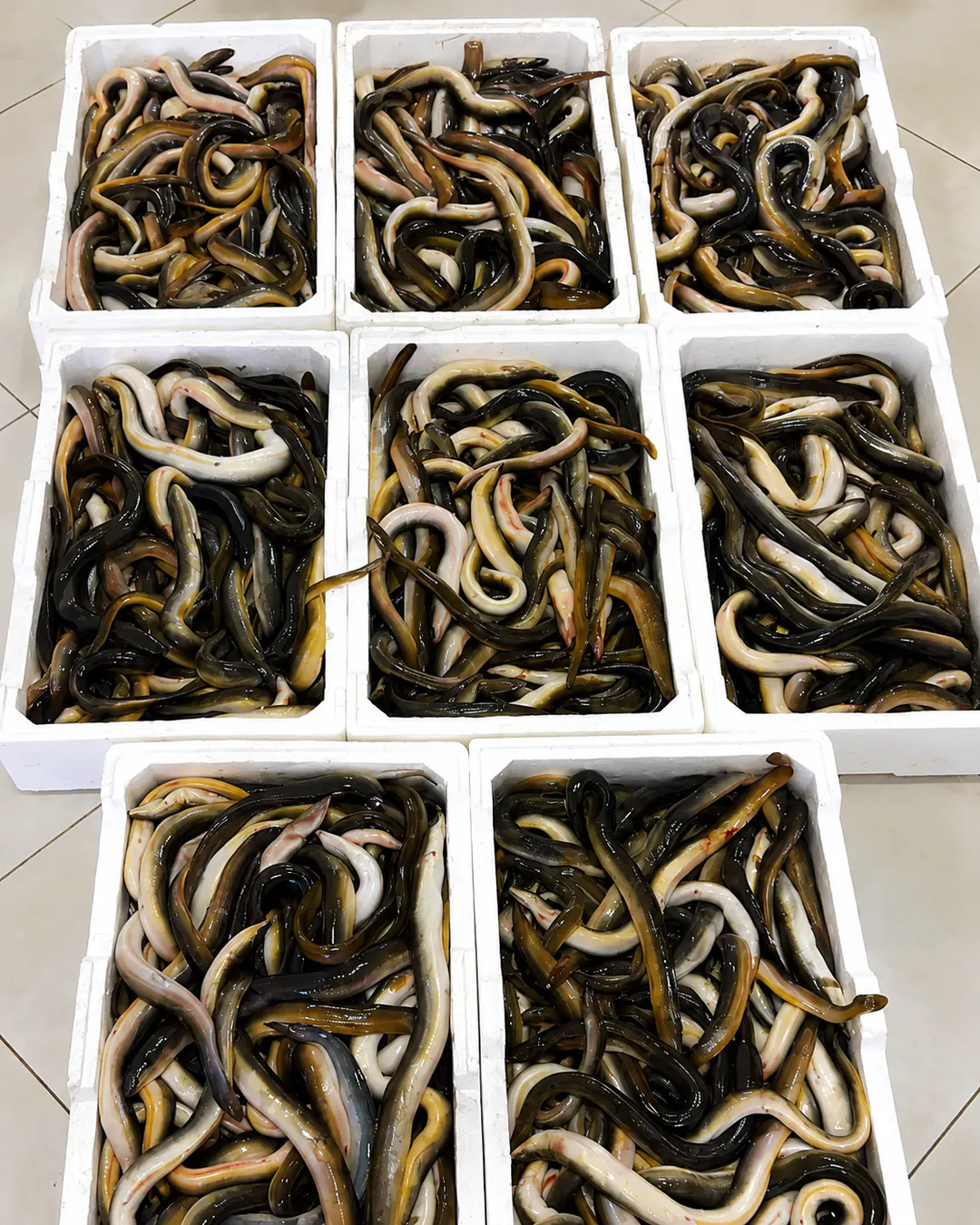 Traditional eel from Karavasta Lagoon in Divjakë